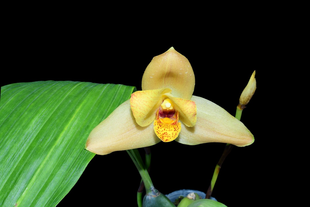 Angulocaste Anna Guseva