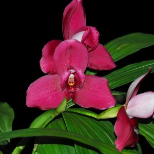 Ly caste Shoalhaven 'Sisa Andina'