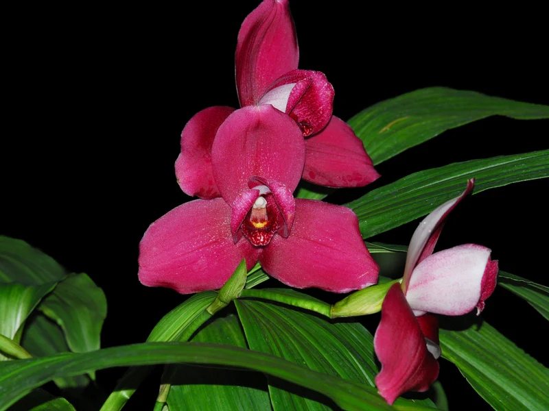 Ly caste Shoalhaven 'Sisa Andina'