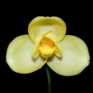 Lycaste Katsuragawa 'Aya Sisa
