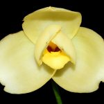 Lycaste Katsuragawa Yellow Fantasy