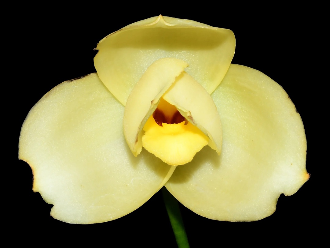 Lycaste Katsuragawa Yellow Fantasy