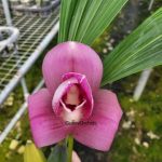 Lycaste Santiago de Guayaquil