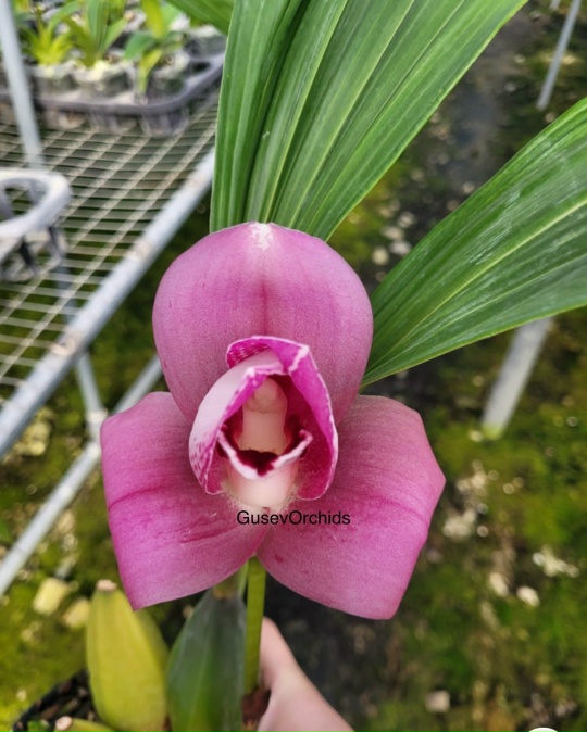 Lycaste Santiago de Guayaquil