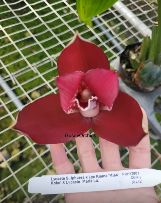 Lycaste sulphurea Lyc Kiama Mice Knhe' X Lycaste Maria Liz