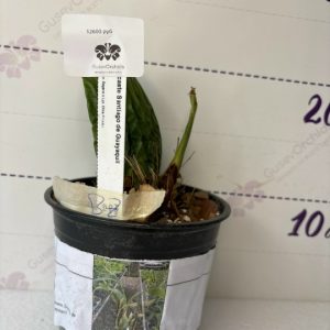 Lycaste Santiago de Guayaquil