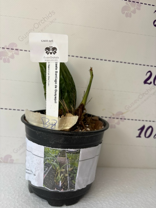 Lycaste Santiago de Guayaquil