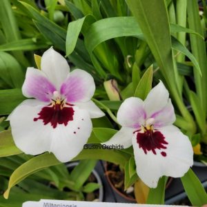 Miltoniopsis Diners