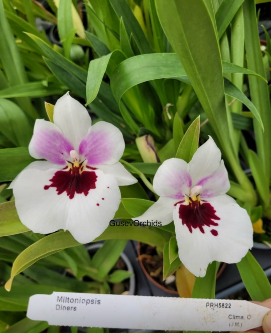 Miltoniopsis Diners