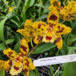 Oncidium Super Tiger