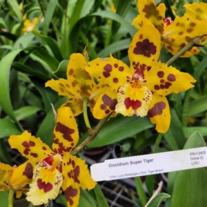 Oncidium Super Tiger