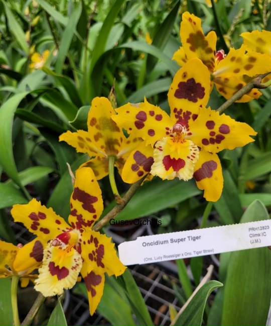 Oncidium Super Tiger