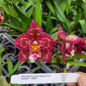 Odontioda Lovely Apple Chot Goshell x 5465