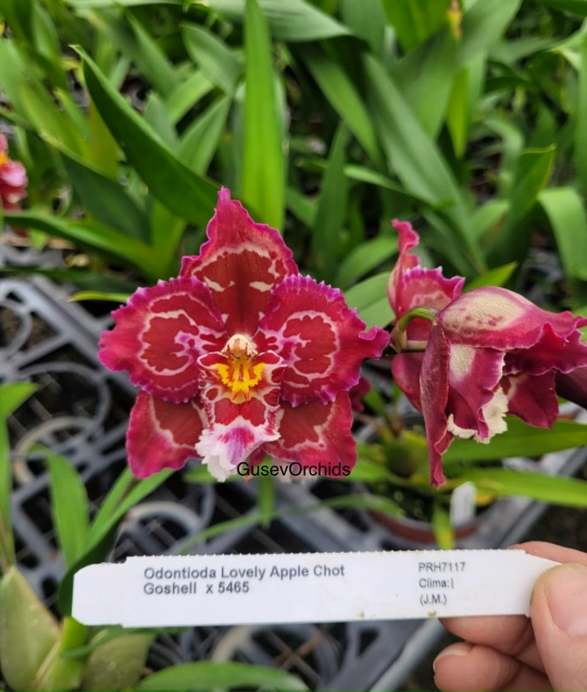 Odontioda Lovely Apple Chot Goshell x 5465