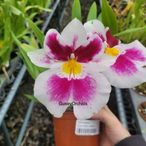Miltoniopsis Twin Peaks