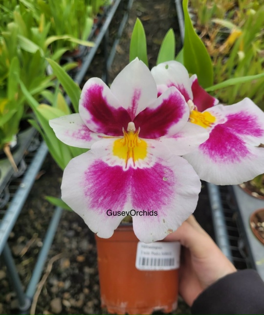Miltoniopsis Twin Peaks