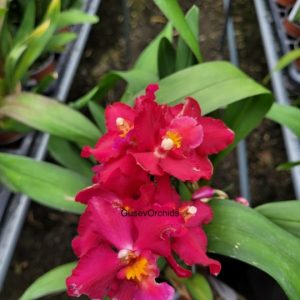 Oncidium Lovely Penguin