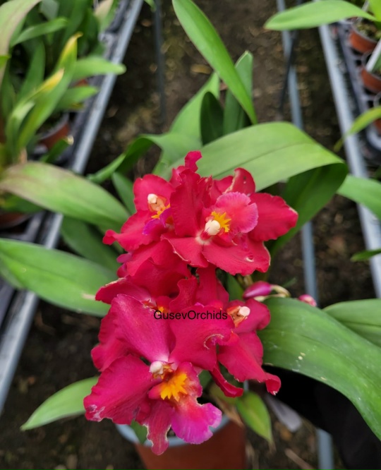 Oncidium Lovely Penguin