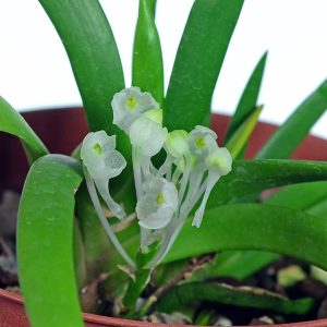 Podangis dactyloceras