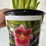 Miltoniopsis Limelight