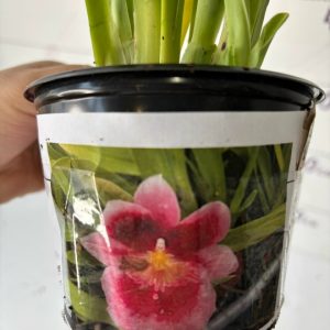 Miltoniopsis Limelight