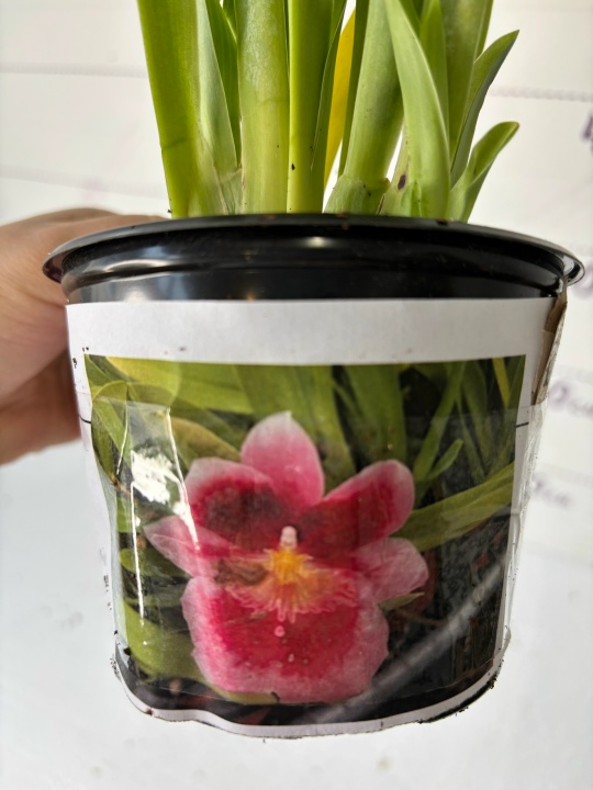 Miltoniopsis Limelight