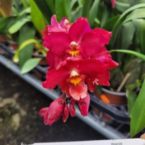 Oncidium Lovely Penguin
