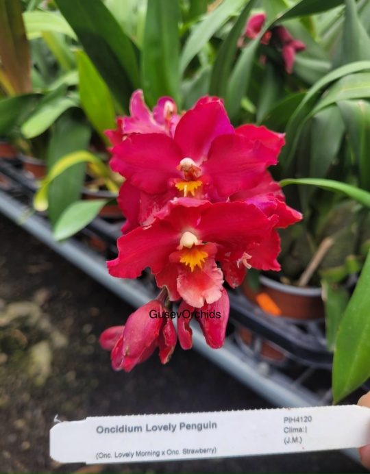 Oncidium Lovely Penguin