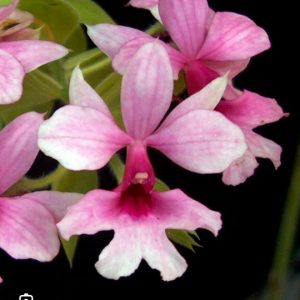 Calanthe Grouville x rubens