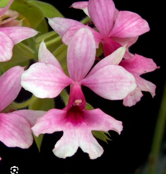 Calanthe Grouville x rubens