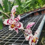 Oncidium Tomales Bay