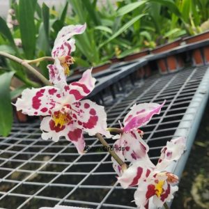 Oncidium Tomales Bay