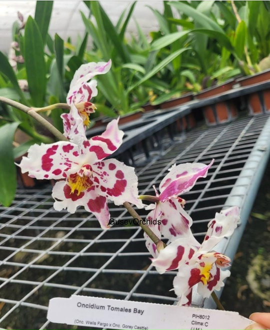 Oncidium Tomales Bay