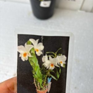 Дендробиум