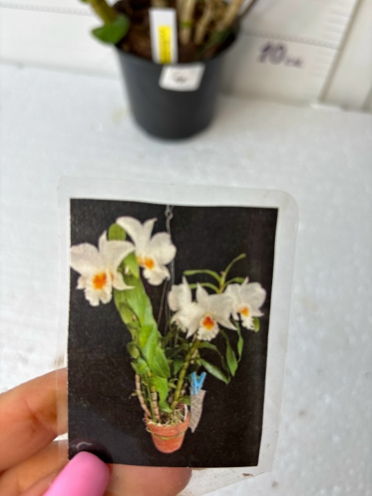 Дендробиум