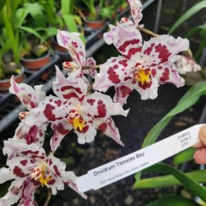 Oncidium Tomales Bay