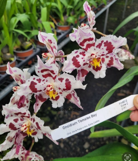 Oncidium Tomales Bay