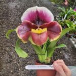 Paphiopedilum Enzan Crazy Sioux x paph. Cocoa Hamana