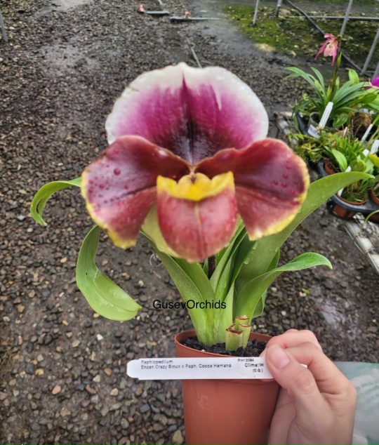 Paphiopedilum Enzan Crazy Sioux x paph. Cocoa Hamana
