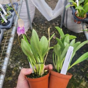 Masdevallia antonii