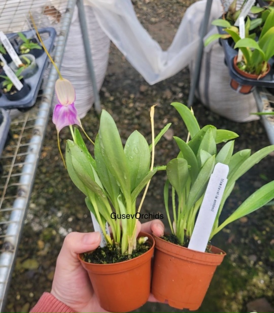 Masdevallia antonii