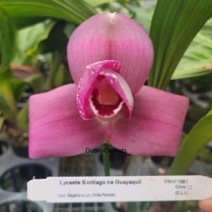 Lycaste Santiago de Guayaquil