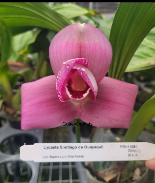 Lycaste Santiago de Guayaquil