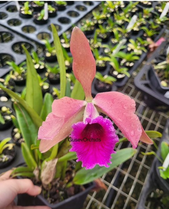 Орыс порносы: жұмыстың өтелуі