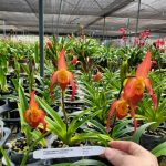 Phragmipedium Vittabess (var dalessand oi x vittatum)