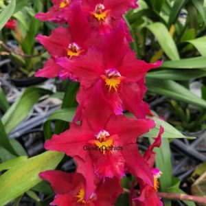 Oncidium Northern Visit
