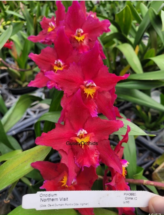 Oncidium Northern Visit