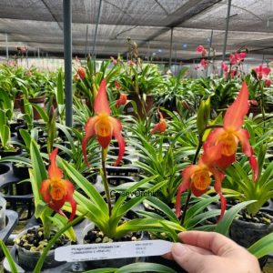 Phragmipedium Vittabess (var dalessand oi x vittatum)