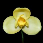 Lycaste Katsuragawa 'Aya Sisa'