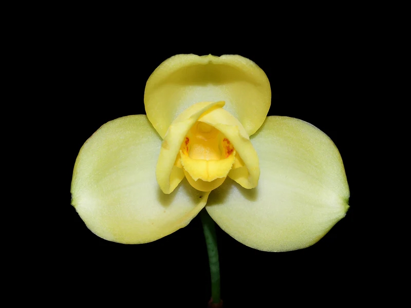 Lycaste Katsuragawa 'Aya Sisa'